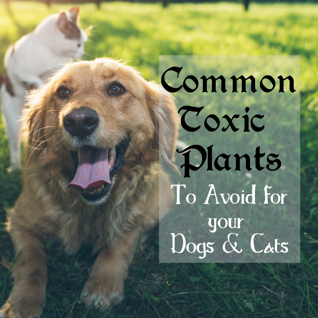 Keep Your Garden Plants Feline Friendly