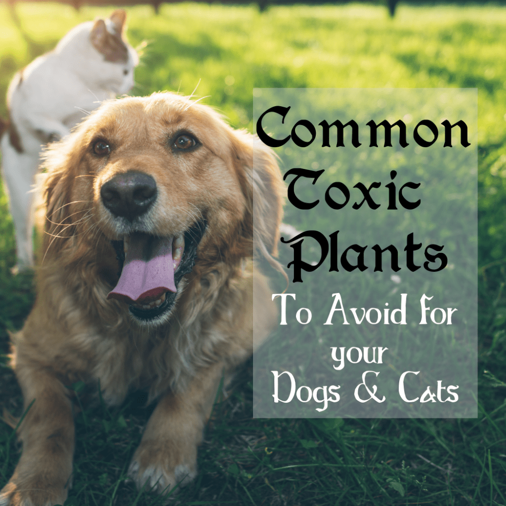 Common Toxic Plants to Avoid for Cats & Dogs